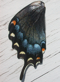 Eastern Tiger Swallowtail